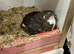 Jumbo quail tuxedo
