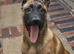 Belgium Shepherd puppies for sale