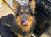 German Shepherd Puppy For Sale