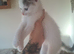 Male kitten