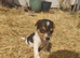 One left! Gorgeous Pedigree Jack Russell Puppies