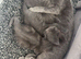Cats for sale