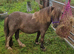 Registered Miniature Shetland mare 4yrs old