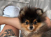 25 week old black & tan pomeranian puppy