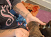 Staffy cross puppies