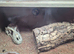 Baby bearded dragons