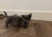 MINUET MUNCHKINS