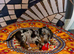 Miniature Dachshund Puppies &ndash; Ready For Their Forever Homes!
