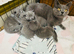 Beautiful British short haired kittens for sale
