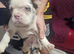 Buldog francez flafi