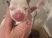 Chunky staffie pups