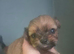 Shih Tzu puppies ready now