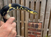 Russian Rat Snake Hatchlings