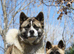 American akita girl