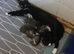 Kittens for sale
