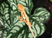 Male and female crested gecko with full split setup