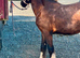 Filly