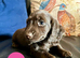 Working Cocker x Longhair Dachshund Puppies