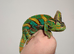 Yemen Chameleon Male at Birmingham Reptiles