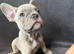 KC Registered French Bulldog Boys Ready Now