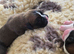Boxer pups