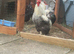 Booted Bantam Rooster