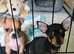 One boy Chihuahua & one girl Chihuahua left