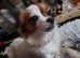 10 year old chihuahua
