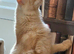 Cheeto 11 months old