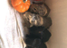 5 baby guinea pigs