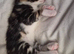 Beautiful Norwegian Forest Cat X Kittens