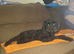 Cockapoo bitch 4 months