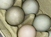 Crested runner duck eggs fertile 6
