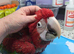 Two greenwing macaw chicks