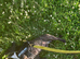 Male french bulldog