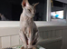 Sphynx Female