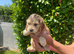 COCKAPOO PUPPIES