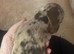 Miniature dachshund puppies