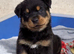 Rottweiler pups KC Registered + Champ Bloodlines