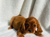 Cavalier King Charles
