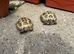 2 x Hermann Tortoises and set up