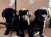 Labrador retriever puppies