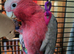 Hand tamed galha cockatoo