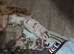 REDUCED last 2 longhair dachshunds