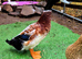 Appleyard hatching eggs