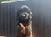 Stunning Cockapoo Puppy