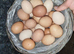 Fertile egg