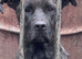 3/4 cane corso 1/4 Belgium Malinois