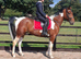 15 3-16hh rising 5 gelding