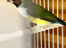 Gouldian finches for sale